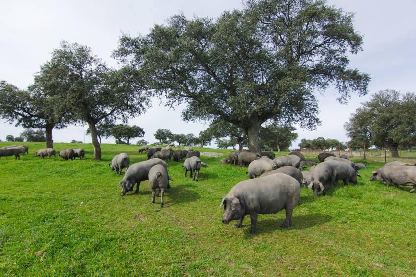 Une étude internationale souligne les bienfaits de la consommation de porc