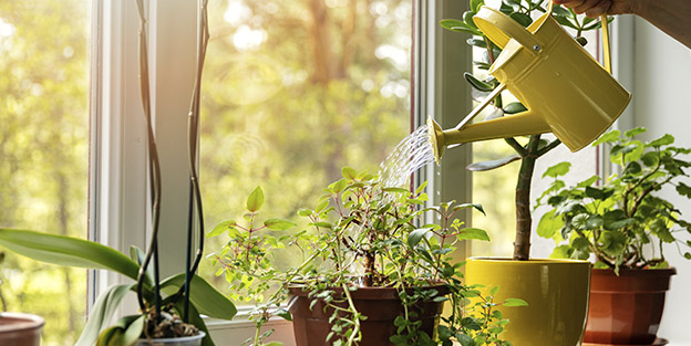 Arrosage automatique plantes intérieur : 7 astuces pour votre absence