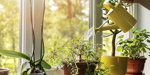 Astuces pour arroser les plantes en été