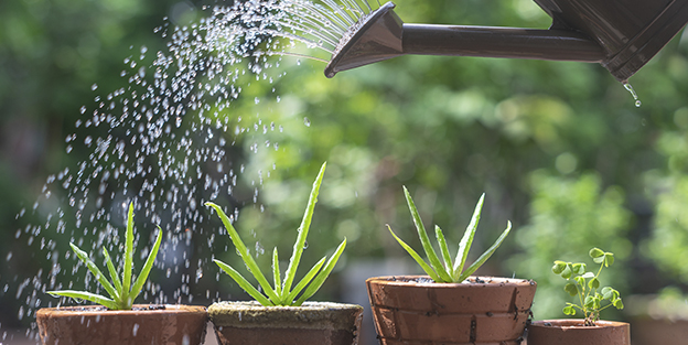 Comment arroser vos plantes lorsque vous êtes en vacances